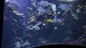 You take Kyler to the aquarium and she sucks your cock in the car.